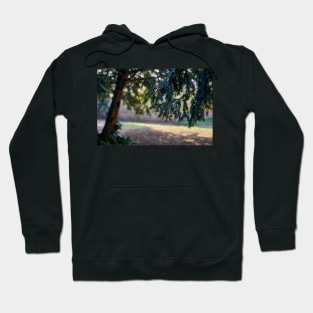 Morning Light Hoodie